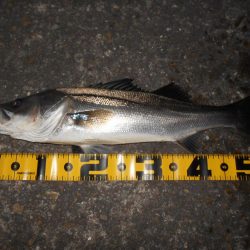 ボトムで反応有り