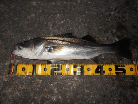 ボトムで反応有り