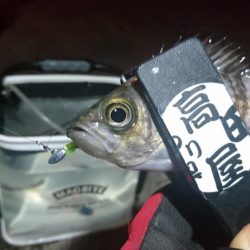 少しだけメバリング