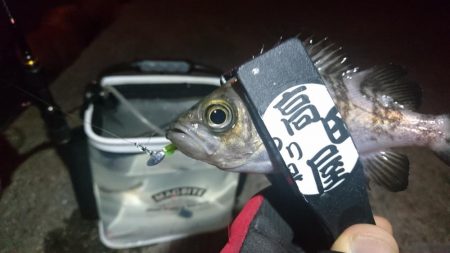 少しだけメバリング