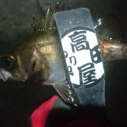 姫路でメバリング！！