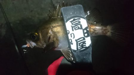 姫路でメバリング！！