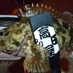 メバル狙い！！