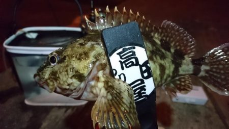 メバル狙い！！