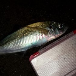 アジングで尺超え連発