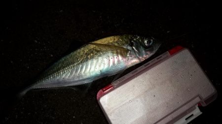 アジングで尺超え連発