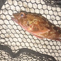 久々のメバリング