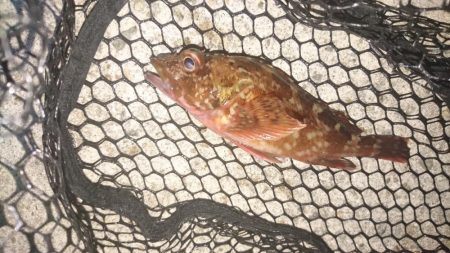 久々のメバリング