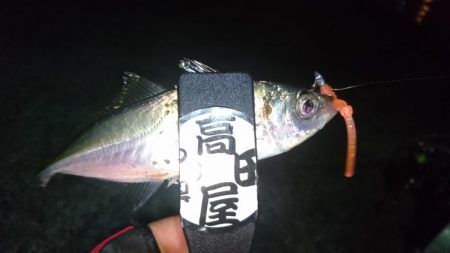 バレンタインアジ