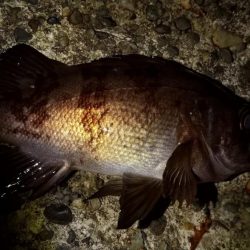 メバリングで入れ食い