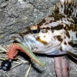 タケノコゲーム