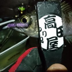 雨上がりにメバル！！