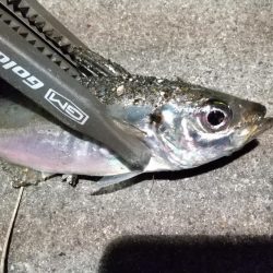 癒しの子メバル