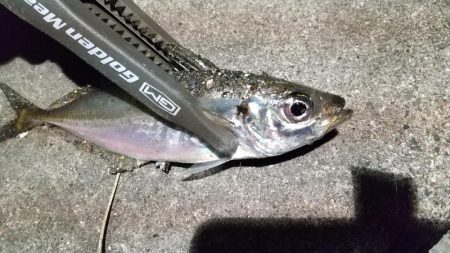 癒しの子メバル