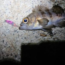 メバルプラッキング