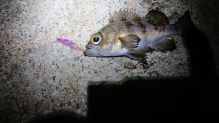 メバルプラッキング