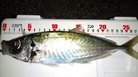 アジングでナイトゲーム