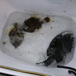 御五神で連続のグレ釣り