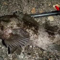 ホタルイカパターンでメバル