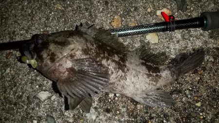 ホタルイカパターンでメバル