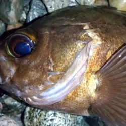 ホタルイカパターン　良型メバル確保！