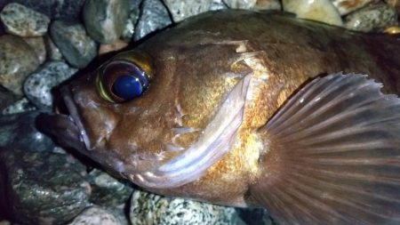 ホタルイカパターン　良型メバル確保！