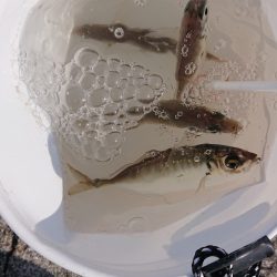 青物まったく(泣)