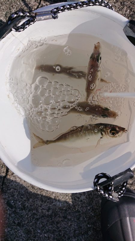 青物まったく（泣）