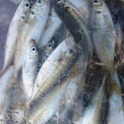 入れ食いでした！