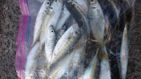 入れ食いでした！