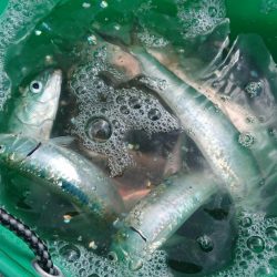 まだまだイワシ祭り