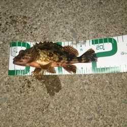 メバルとほぼガシラ