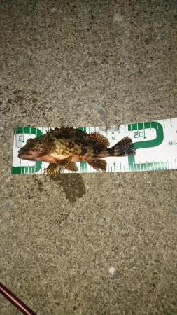 メバルとほぼガシラ