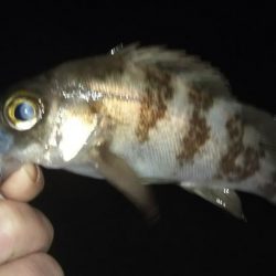 メバリングに思わぬゲスト