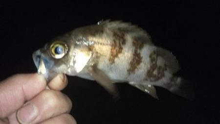 メバリングに思わぬゲスト