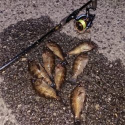 極寒メバリング