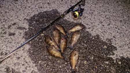 極寒メバリング