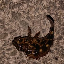 渋い!引き出し少ない