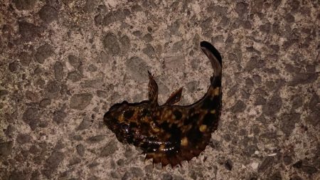 渋い!引き出し少ない