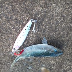 ｾｲｺﾞ祭？否、ｽﾚ祭