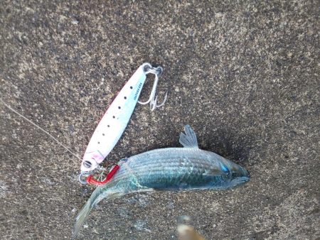 ｾｲｺﾞ祭？否、ｽﾚ祭