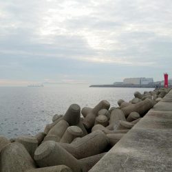 メバルよりもまだアジでした!