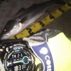 ぶらシーバス！！