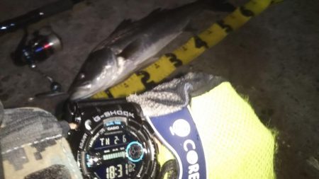 ぶらシーバス！！