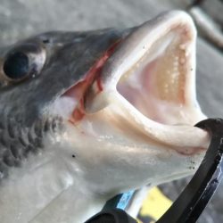 ぶら河川調査！！