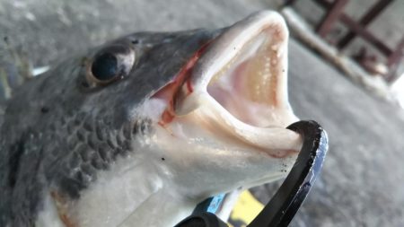 ぶら河川調査！！