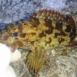 メバルは…？でもガシラは好調！