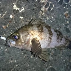 メバル来た来た来た！！