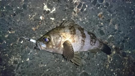 メバル来た来た来た！！