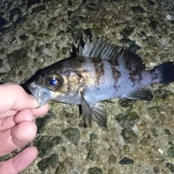 メバル完全復活!!!